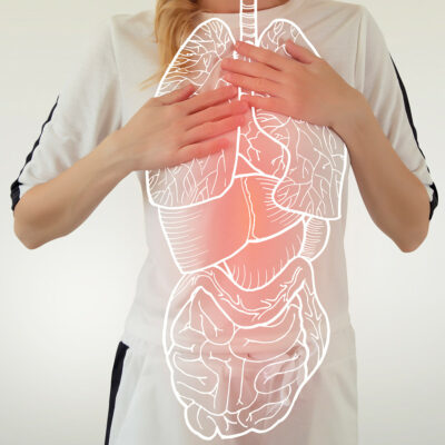 Organe-Lunge-Leber-Niere-Darm